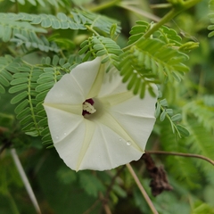 Ipomoea obscura