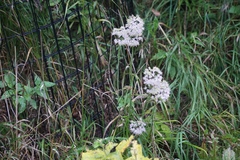 Allium cernuum