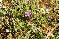 Gentianella germanica