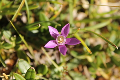 Gentianella germanica