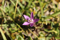 Gentianella germanica