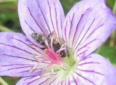 Brachycera