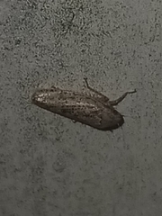 Curtara insularis
