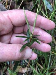 Leucopogon affinis