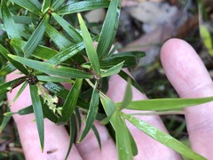 Leucopogon affinis