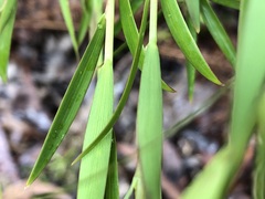 Leucopogon affinis