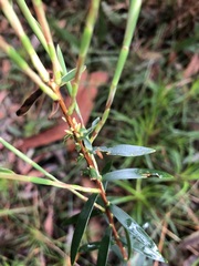 Leucopogon affinis