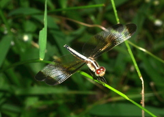 Neurothemis tullia