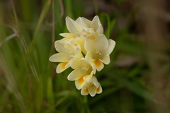 Freesia