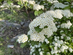 Spiraea ouensanensis
