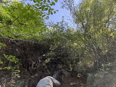 Celtis koraiensis
