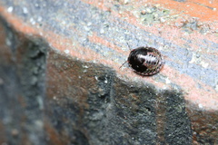 Calacta lugubris