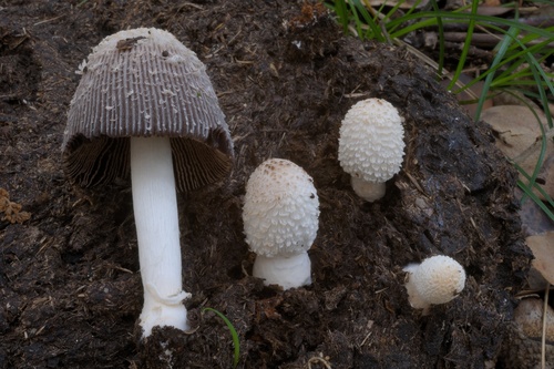 Mėšlagrybis nuotrauka