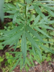 Artemisia verlotiorum