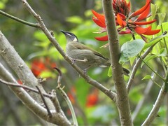Meliphaga lewinii