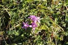 Gentianella germanica