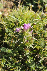Gentianella germanica