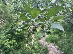 Malus prunifolia