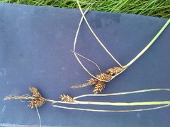 Carex extensa