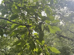 Malus prunifolia