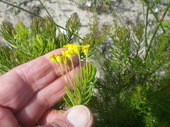 Euryops linifolius