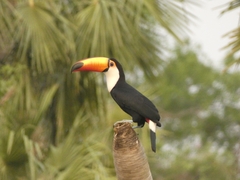 Ramphastos toco