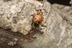 Formica fusca