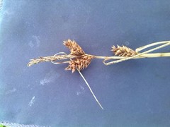 Carex extensa