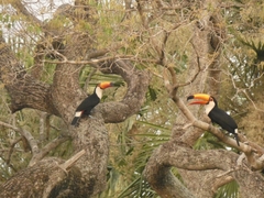 Ramphastos toco