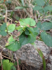 Viola