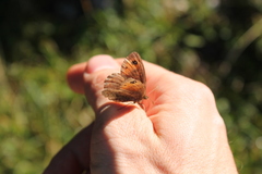 Erebia pronoe