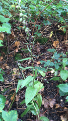 Epipactis helleborine