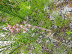 Lachenalia variegata