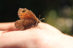 Erebia pronoe