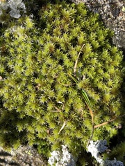 Racomitrium canescens