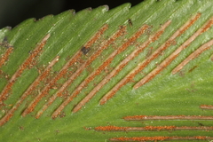 Asplenium oblongifolium