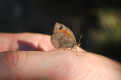 Erebia pronoe