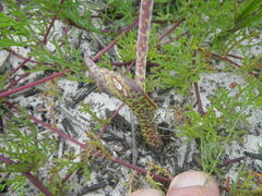 Lachenalia variegata