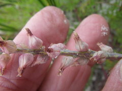Lachenalia variegata