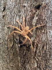 Neosparassus diana