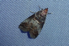 Acrobasis advenella