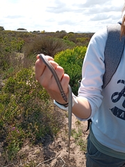 Psammophis crucifer