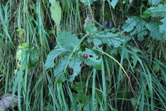 Lonicera alpigena