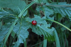 Lonicera alpigena
