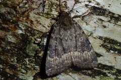Amphipyra berbera
