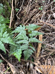 Athyrium silvicola