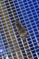 Anacampsis
