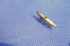 Argyresthia