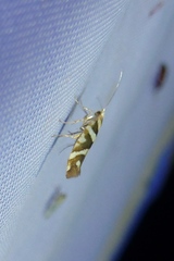 Argyresthia goedartella