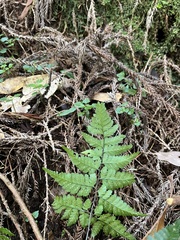 Athyrium silvicola